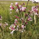 Image of Nerine angustifolia (Baker) W. Watson