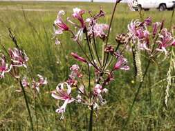 Image of Nerine angustifolia (Baker) W. Watson