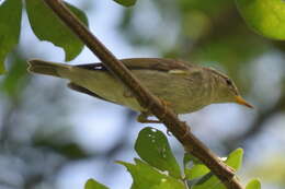 Imagem de Phylloscopus borealis (Blasius & JH 1858)