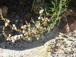 Image of Linaria nivea Boiss. & Reuter