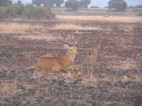 Image of Uganda Kob