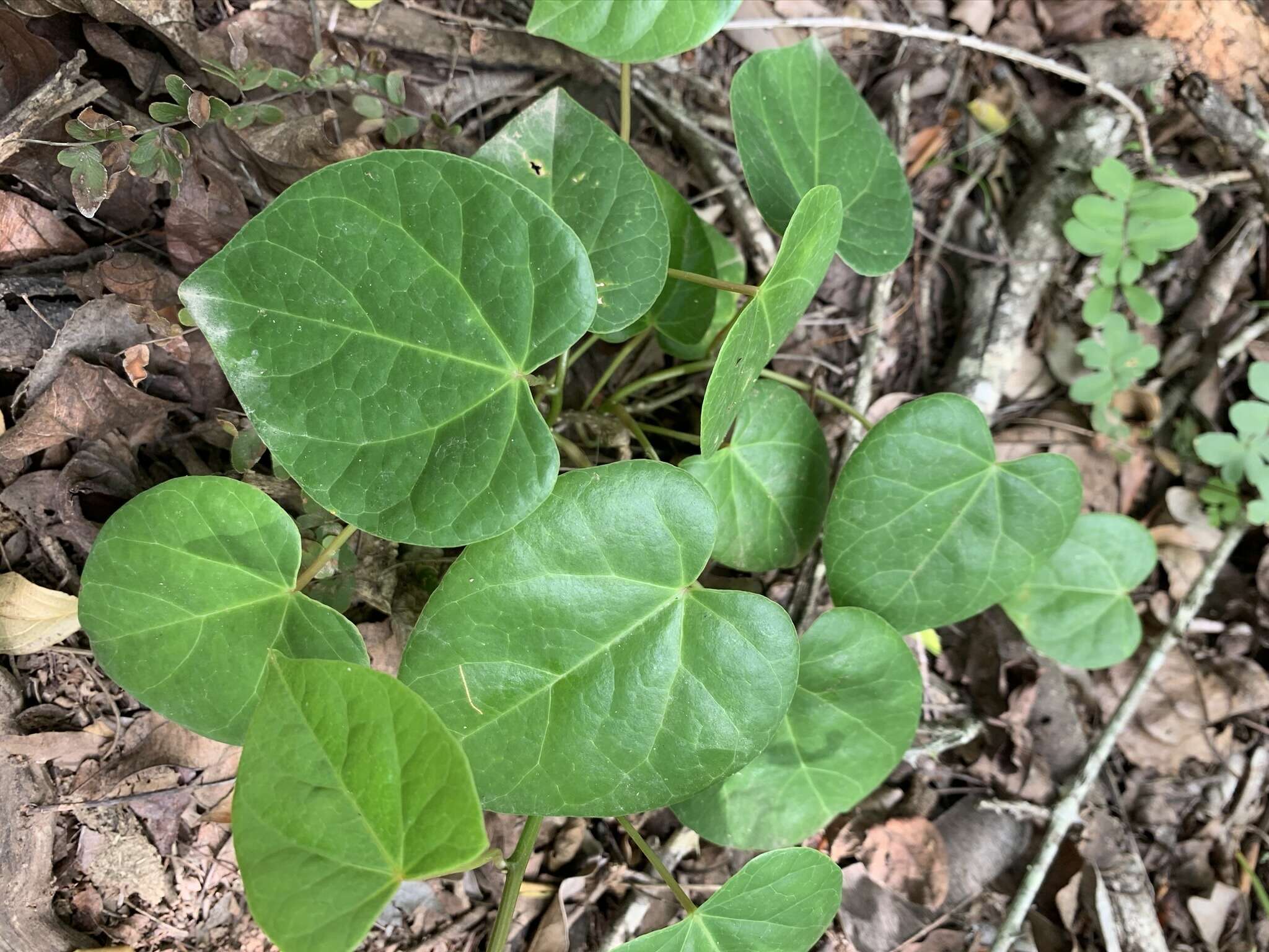 Image of Tinospora tenera Miers