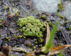 Image of Sphaerocarpos texanus Austin