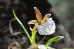 Image of Prosthechea ghiesbreghtiana (A. Rich. & Galeotti) W. E. Higgins