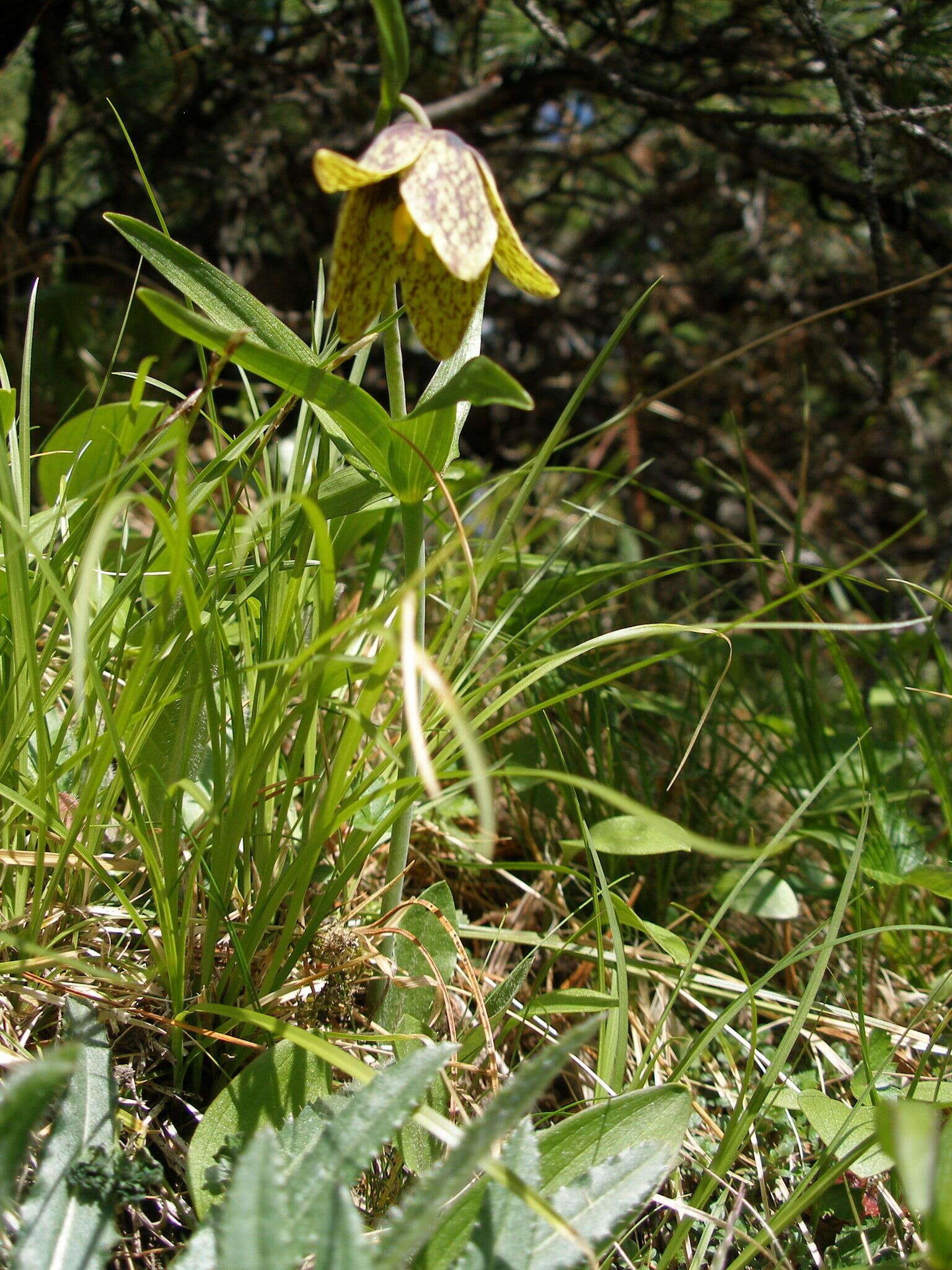 Image of Fritillaria dagana Turcz.