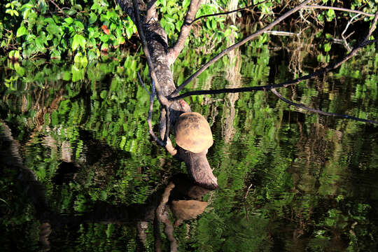 Image of Arrau River Turtle