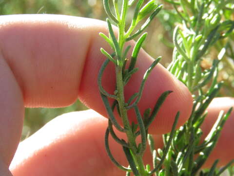 Image of chaparral goldenbush