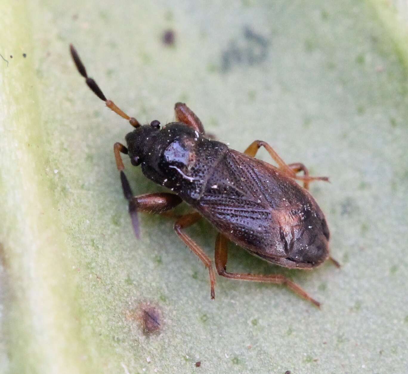 Megalonotus (Megalonotus) antennatus (Schilling 1829) resmi