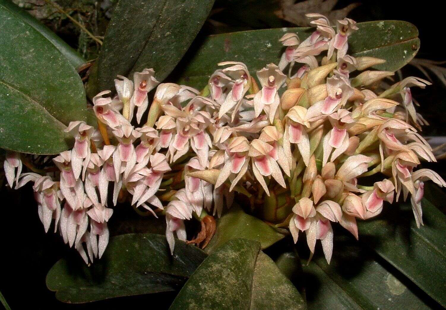 Image of Maxillaria densa Lindl.