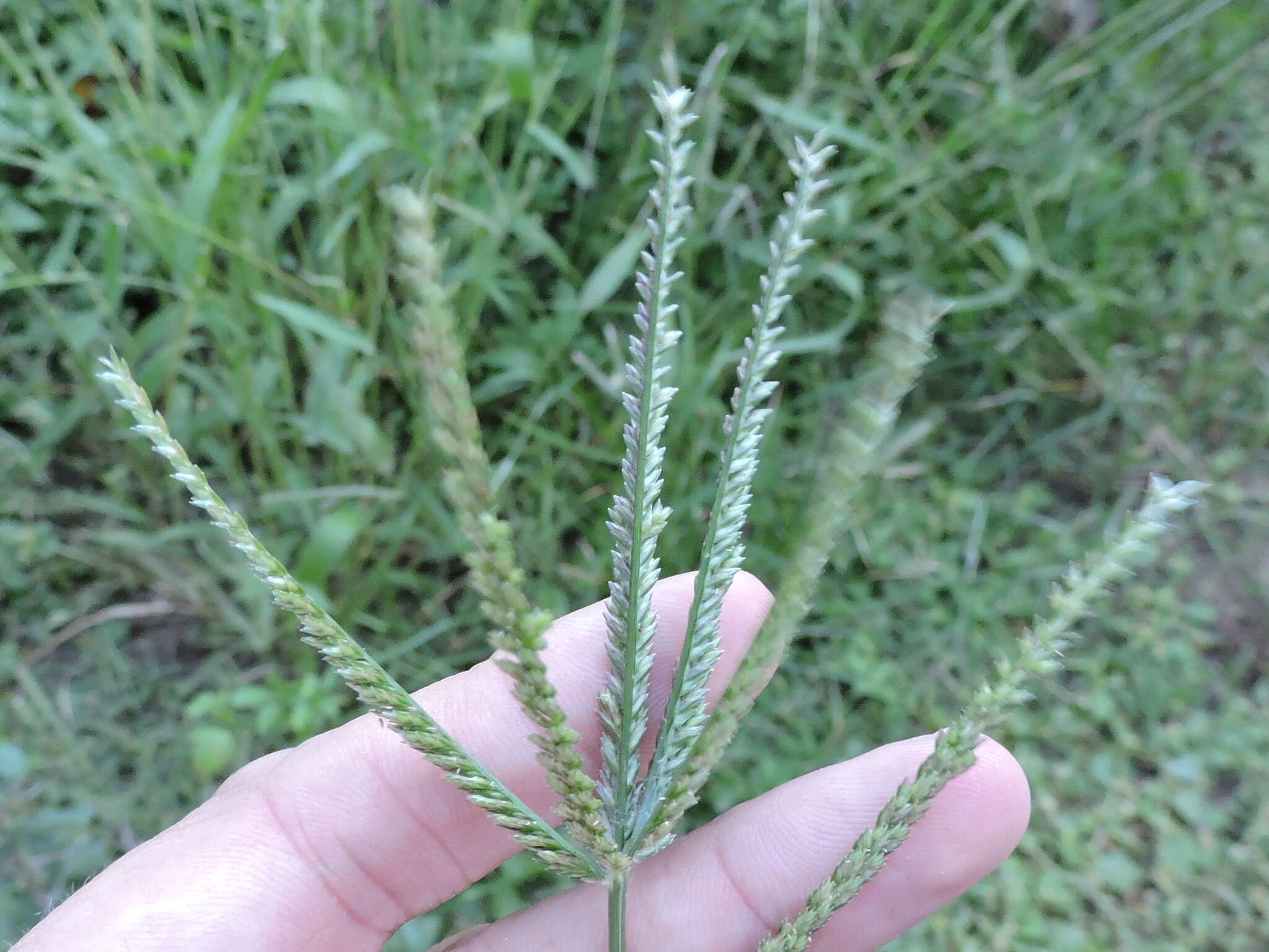 Eleusine indica (L.) Gaertn. resmi