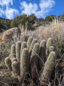 Image of Echinocereus bonkerae subsp. bonkerae