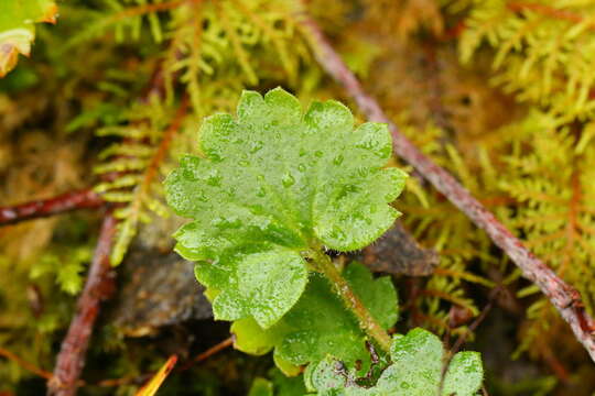 Image of Sitka mistmaiden