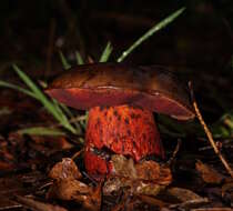 Image of Boletus tasmanicus Hongo & A. K. Mills 1989