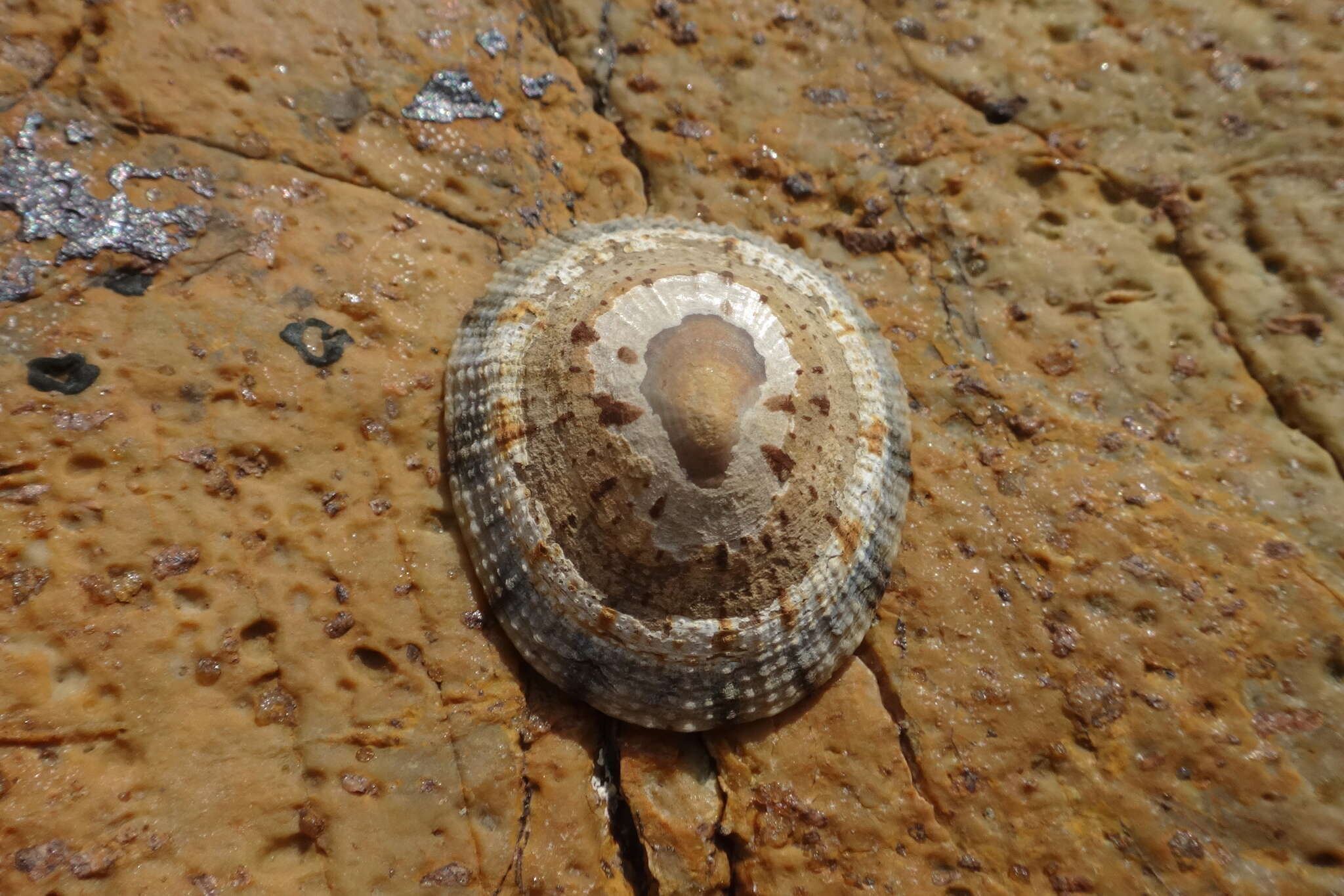 Image of Cellana grata (Gould 1859)