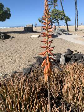 Image of Aloe vera (L.) Burm. fil.