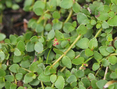 Image of Gonocarpus micranthus Thunb.