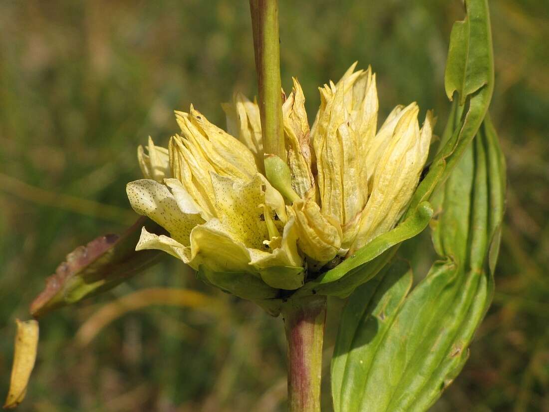 Image of Gentiana burseri subsp. burseri