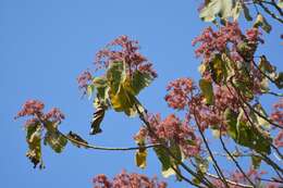 Sivun Heliocarpus terebinthinaceus (DC.) Hochr. kuva