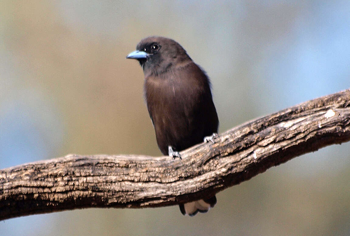 Image of Little Woodswallow