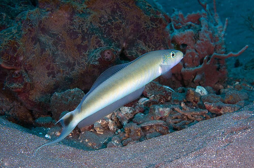 Image of Muttonfish