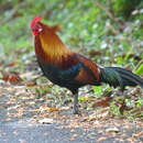 Image of Gallus gallus gallus (Linnaeus 1758)