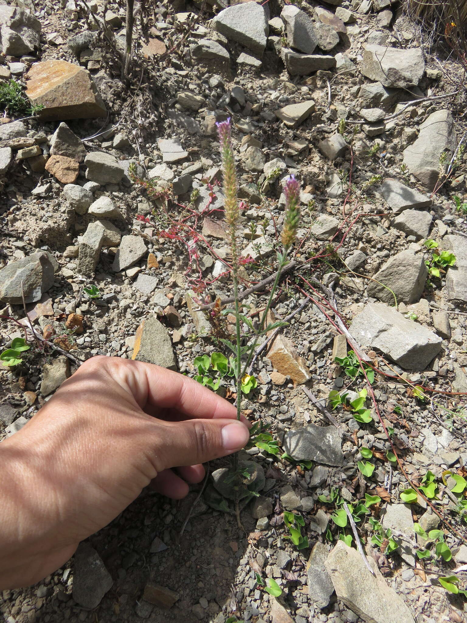 Image of Verbena hispida Ruiz & Pav.