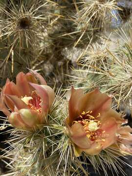 Image of Cylindropuntia sanfelipensis (Rebman) Rebman