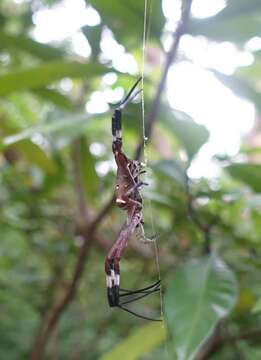 Imagem de Argiope ocula Fox 1938