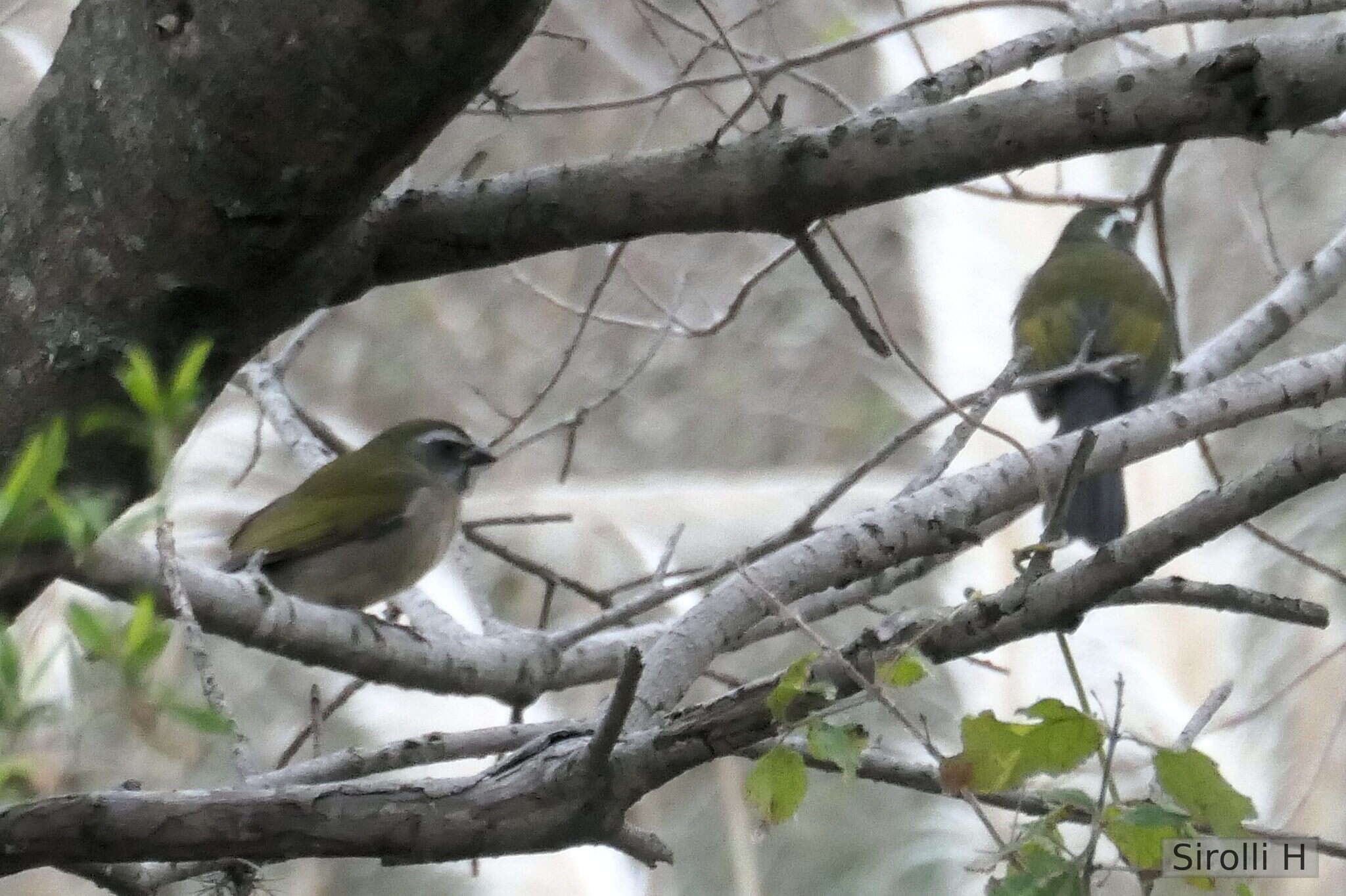 Imagem de Saltator similis d'Orbigny & Lafresnaye 1837