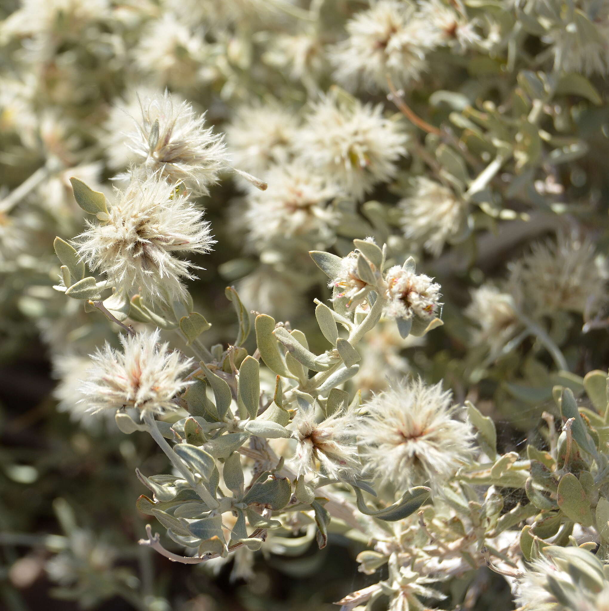 Imagem de Leucosphaera bainesii (Hook. fil.) Gilg