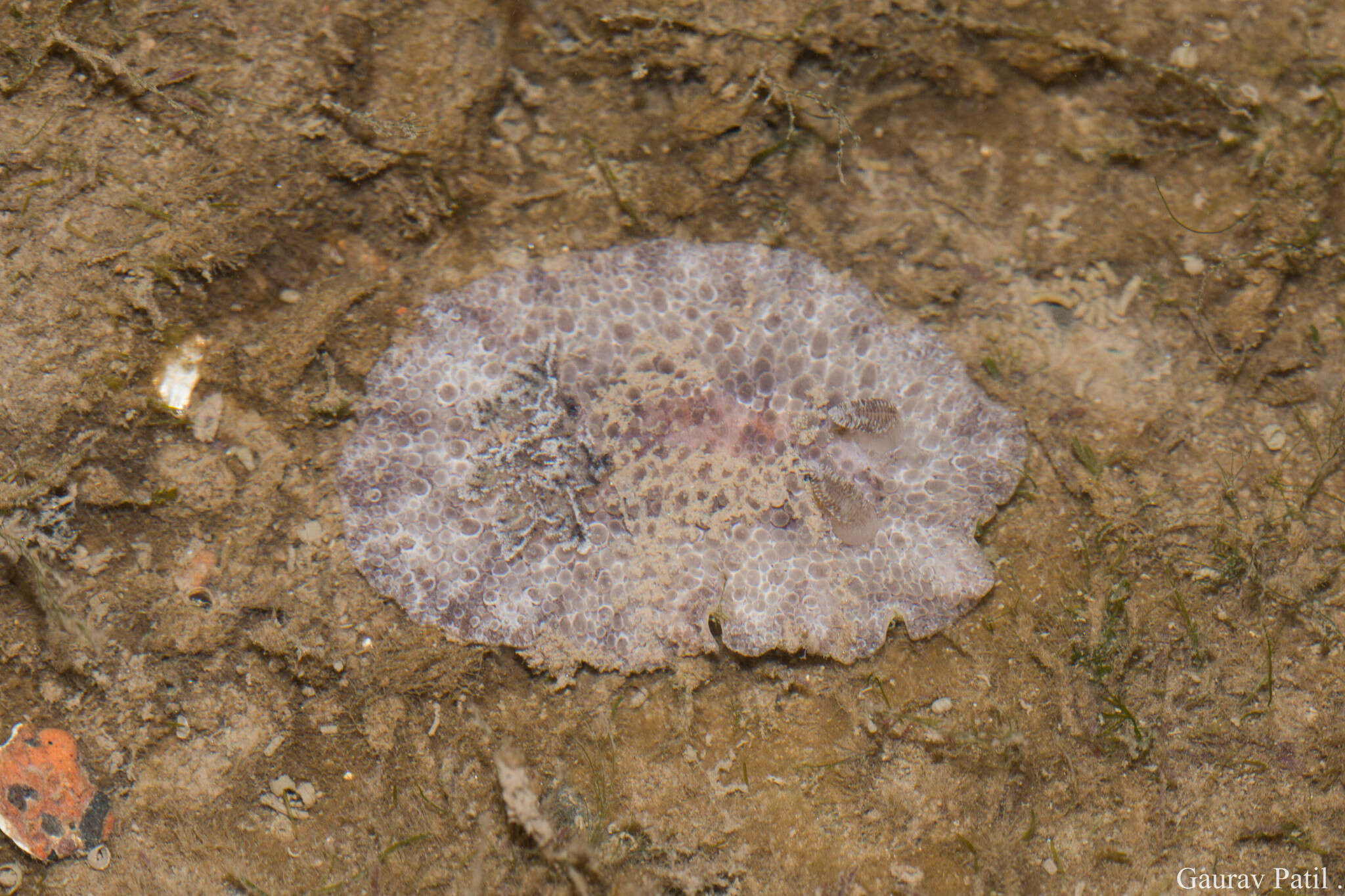 Image of Carminodoris grandiflora (Pease 1860)