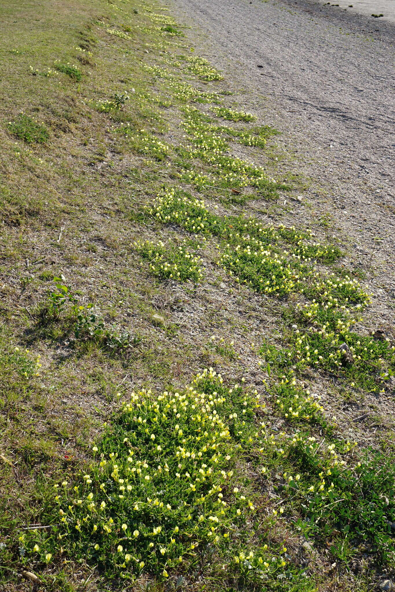 Image of dragon's teeth