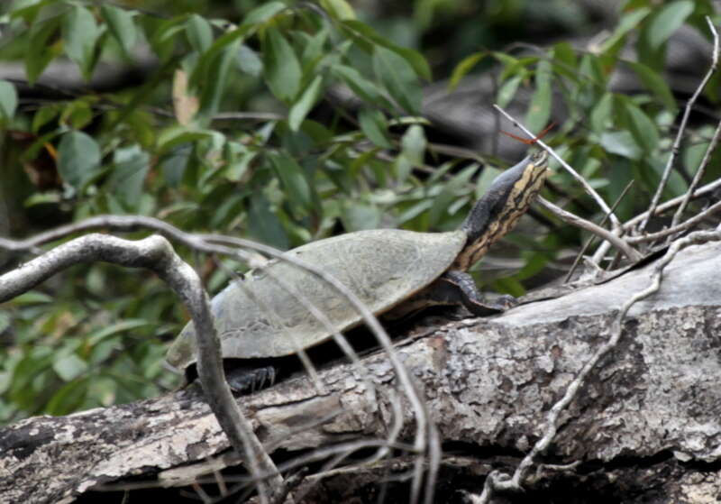 Image of Cotinga River Toadhead Turtle