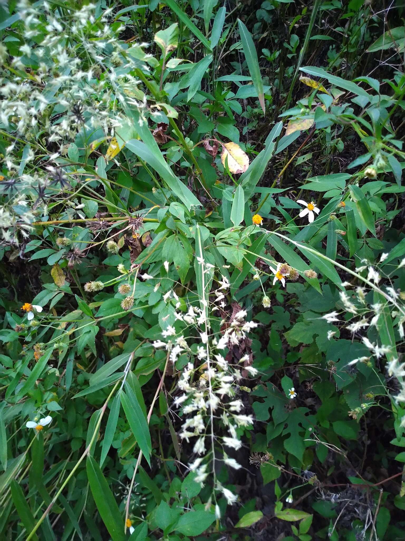 Image of Spodiopogon tainanensis Hayata