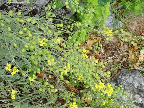 Image of Aurinia sinuata (L.) Griseb.