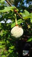 Sivun Annona macroprophyllata Donn. Sm. kuva