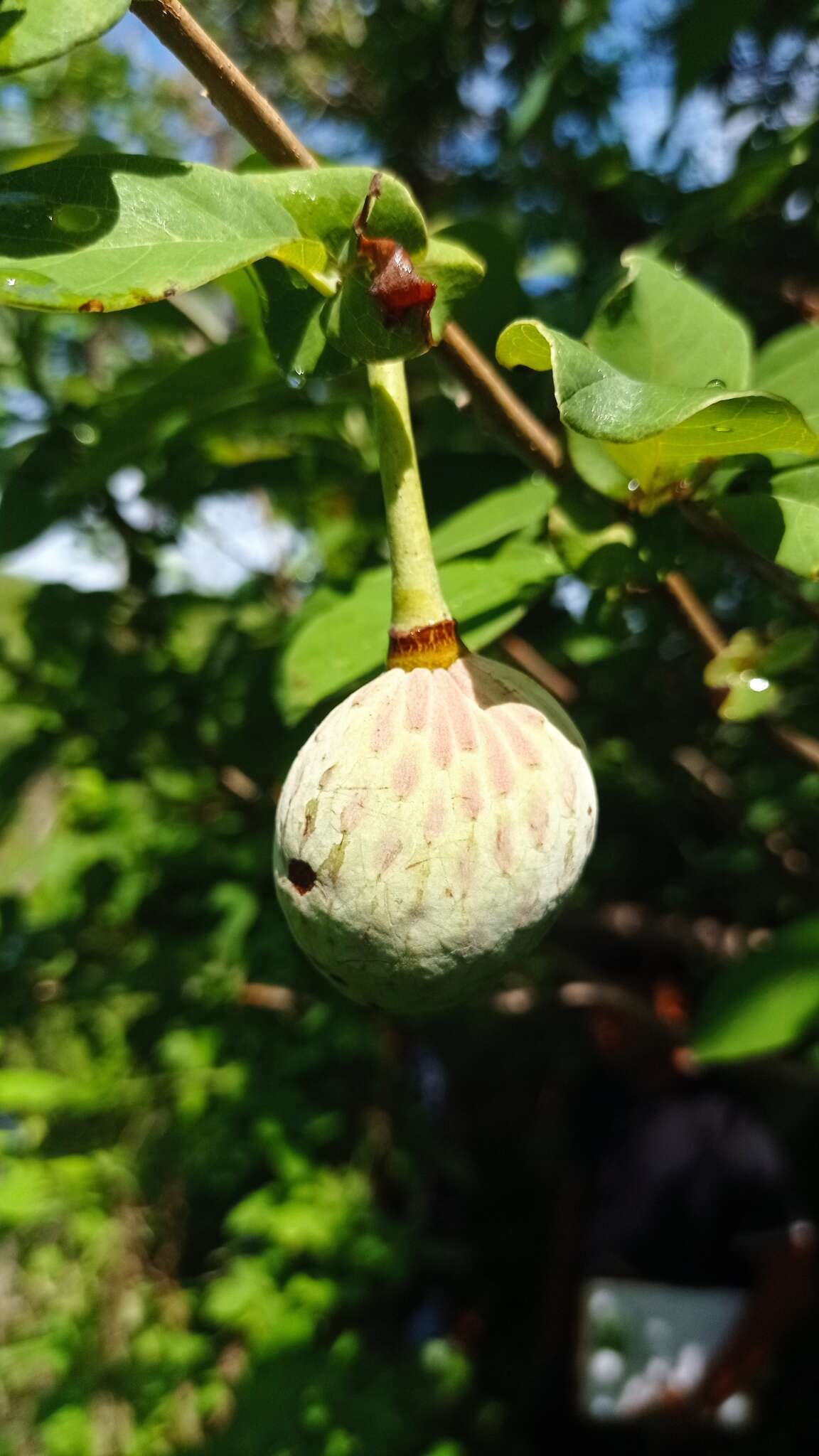 Sivun Annona macroprophyllata Donn. Sm. kuva