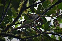 Image of Yellow-throated Bush Tanager