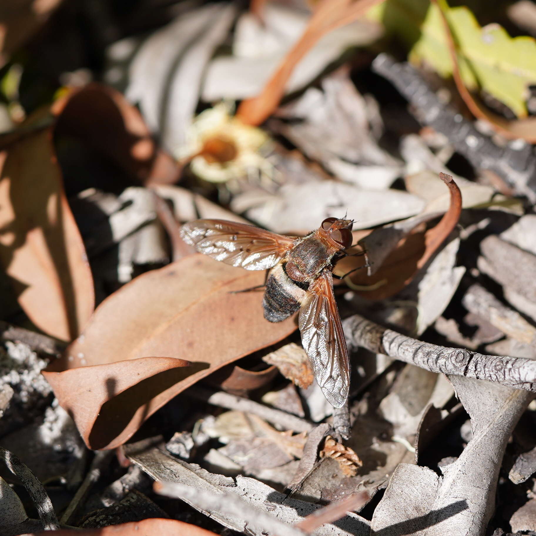 Слика од Ligyra punctipennis (Macquart 1850)