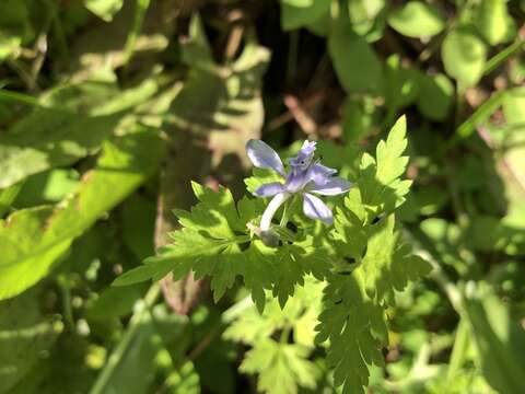 Image of Delphinium anthriscifolium Hance