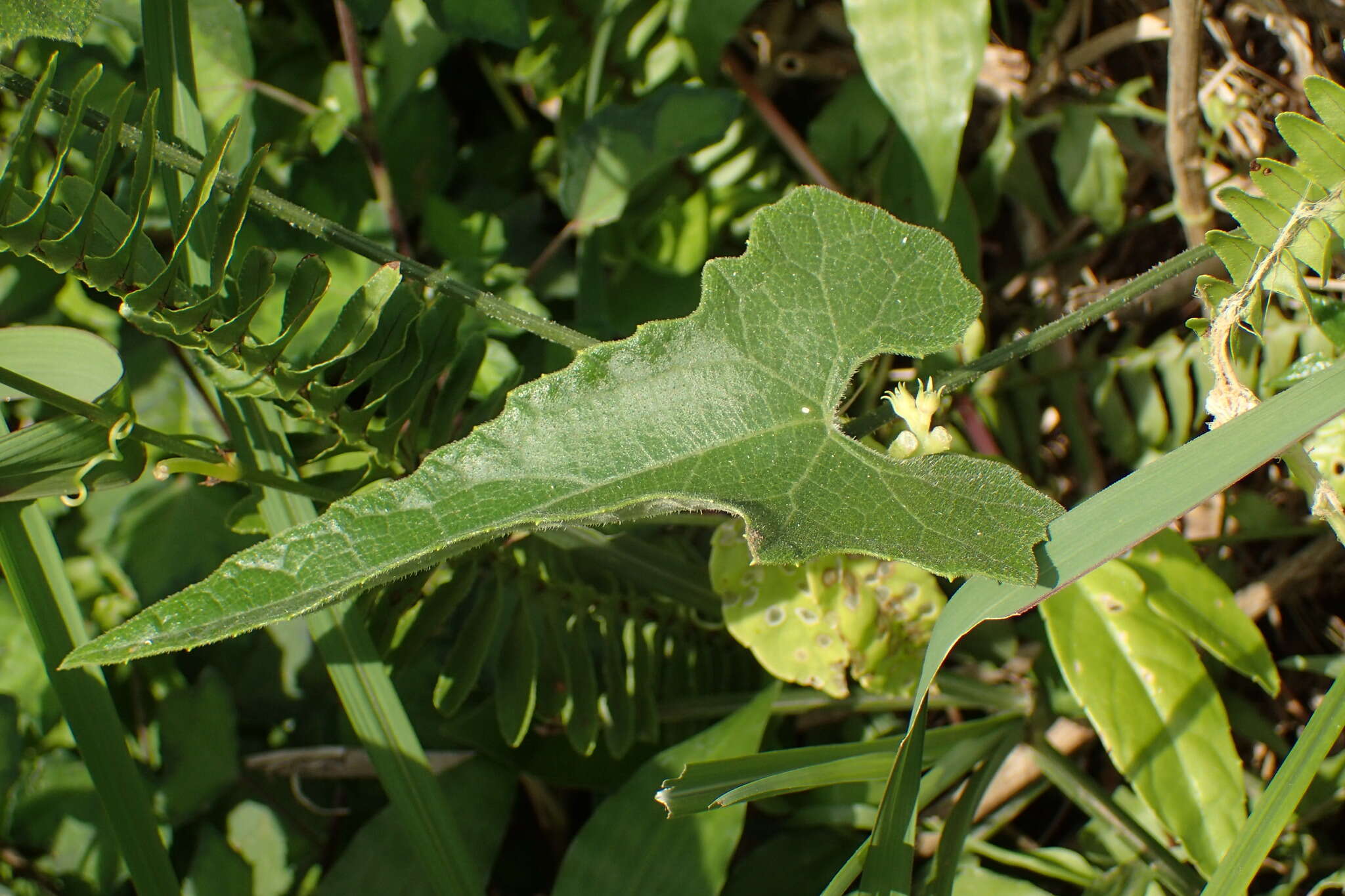 Image of Trichosanthes cucumeroides (Ser.) Maxim.