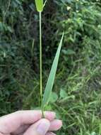 Image of Lax Gaping Grass