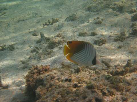 Image of Cross-stripe Butterfly