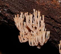 Image of Artomyces austropiperatus Lickey 2003