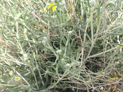 Image of Cooper's paper daisy