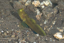 Image of Y-bar shrimp goby