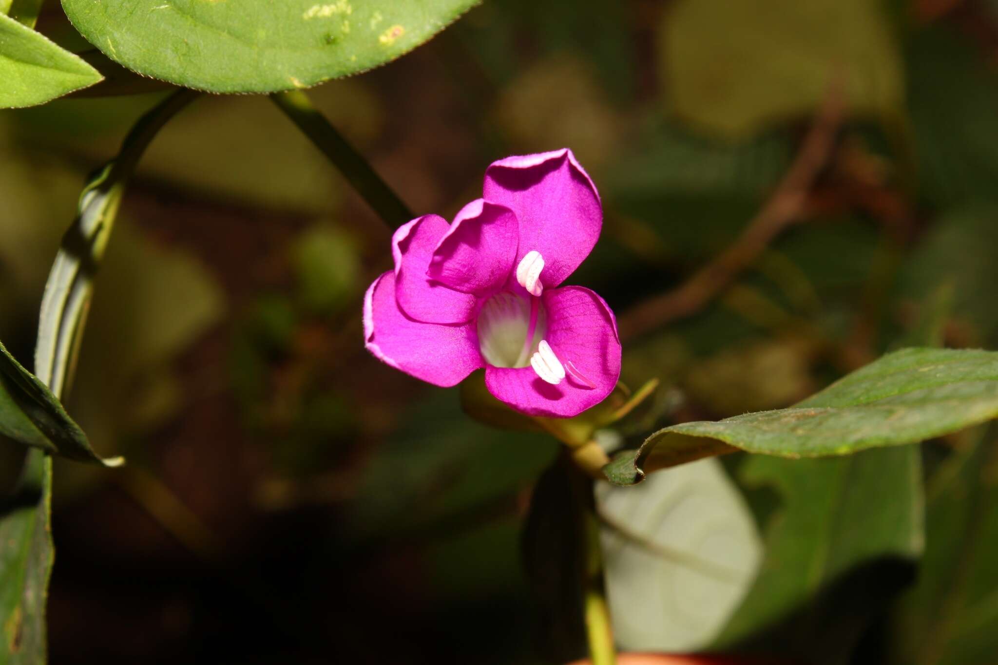 Image of Barleria montana Wall. ex Nees