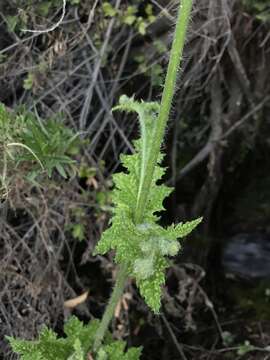 Image of Loasa sclareifolia Juss.