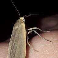 Image of dingy footman