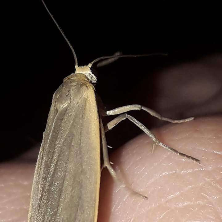 Image of dingy footman